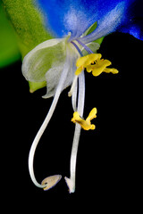 Macro photo of Asiatic dayflower (Commelina communis) in Japan in September