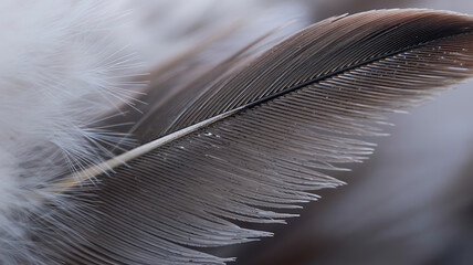 Close up of a dark bird feather with soft focus background