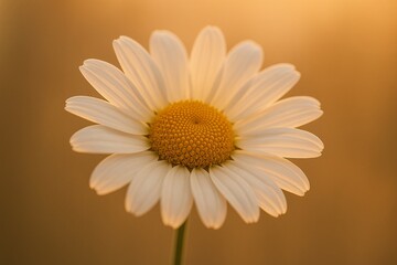 Naklejka premium Golden Hour Chamomile