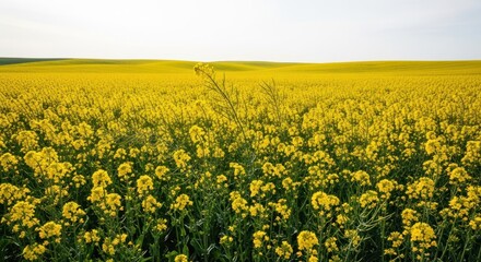 Vast expanse of bright yellow canola flowers