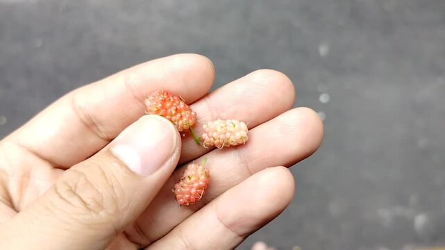 Half-ripe mulberry in a man's hand.