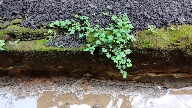 Green clover near the water gutter is blooming with flowers, spring background.
