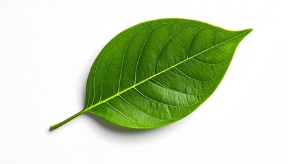 Vivid Green Leaf Isolated on White Background with Detailed Vein Structure