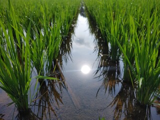 Young rice plants growing in the watery paddy fields, with reflections of the blue sky and sunlight.