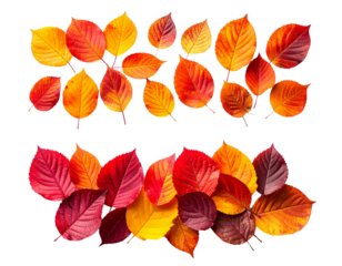  Dual autumn leaf composition collection isolated on transparent background