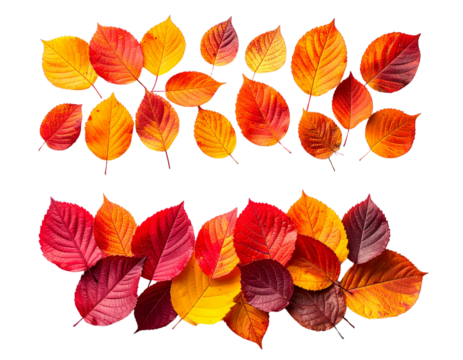  Dual autumn leaf composition collection isolated on transparent background