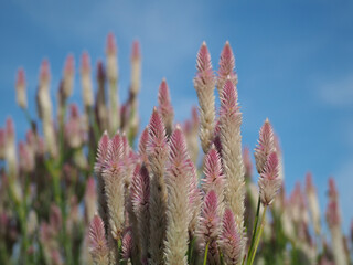 Fototapeta premium 植物 ９月の花 ピンク 赤