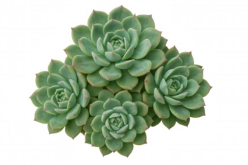 Multiple green echeveria succulent plants, showing vibrant rosettes. Nature growing, isolated with a transparent background