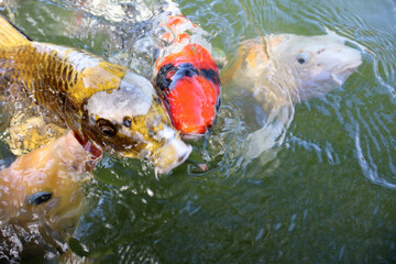 Vibrant Koi Fish Swimming in Clear Water