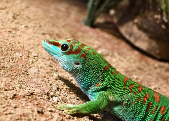 Fototapeta premium A colorful gecko resting on a sand surface in natural habitat