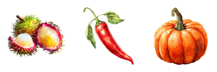 Watercolor painting featuring rambutan, chili pepper and pumpkin vegetables displayed as art on transparent background