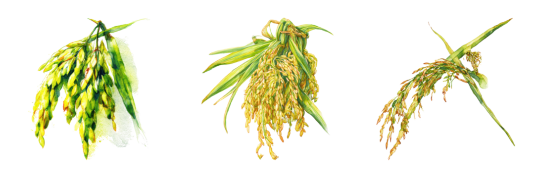 Three rice plant clusters showing various growth stages of paddy crop on transparent background