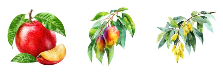 Watercolor illustration of fresh plum, apricot, and fruit branch with flowers on transparent background