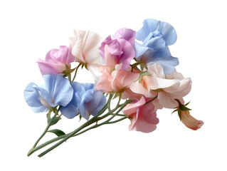 Fototapeta premium A vibrant bouquet of sweet peas in shades of pink, blue, and cream, showcasing delicate petals arranged elegantly together.