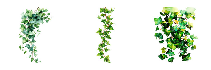 Delicate watercolor ivy collection in varying shapes, perfect for botanical design, on transparent background