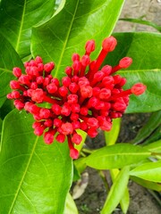 Vibrant cluster of small red flowers surrounded by lush green leaves