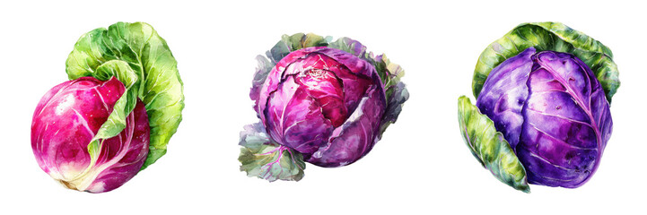 Obraz premium Watercolor painting of three red cabbages showcasing vibrant colors and textures isolated on transparent background