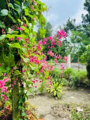 Vibrant pink flowers cascading down a lush green vine in a garden