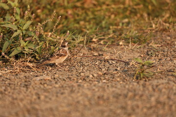 Sparrow