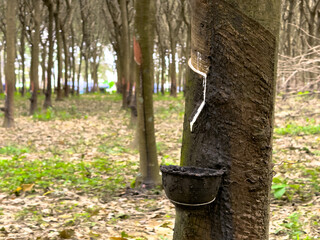Road to rubber tree