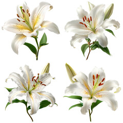 Fototapeta premium Elegant composition featuring a collection of fresh white lily blossoms, each unique, on transparent background