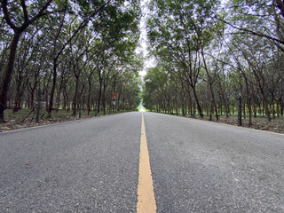 Road to rubber tree