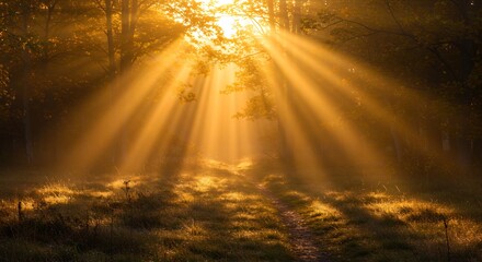 早朝の静寂な深い森に差し込む荘厳でまばゆい黄金色の太陽光線が澄み切った空気の中を力強く貫き木漏れ日となって森の地面を幻想的に照らし出し神秘的な光景を創り出す. AI Generated