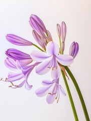 Fototapeta premium fresh agapanthus flower, romantic, magic, barocco style, unique and rare, tender and vibrant, white background 