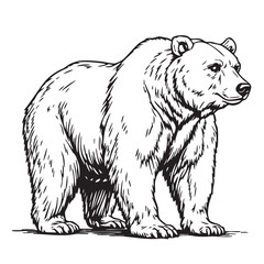 Obraz premium Grizzly Bear Vector — Black and White Wildlife Illustration with Muscular Build, Detailed Fur, and Natural Standing Pose