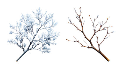  Icy Winter Branch and Rustic Bare Winter Branch, isolated on transparent background