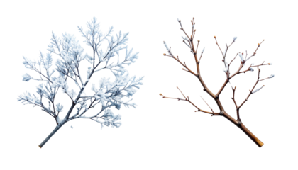  Icy Winter Branch and Rustic Bare Winter Branch, isolated on transparent background