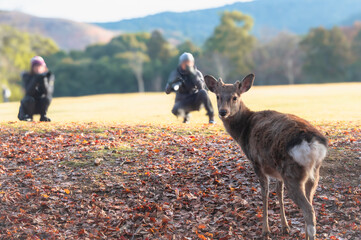 紅葉の奈良公園の鹿、カメラマンに写真を撮られる