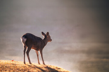 紅葉の奈良公園の鹿、光の包まれる