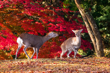 紅葉の奈良公園の鹿、紅葉が美しい