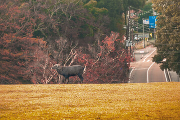 紅葉の奈良公園の鹿、紅葉が美しい