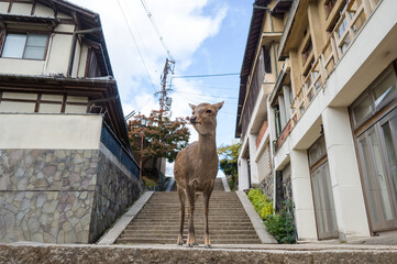 紅葉の奈良公園の鹿、観光地を歩く
