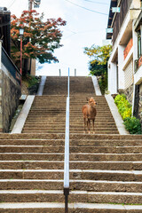 紅葉の奈良公園の鹿、観光地を歩く
