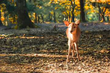 紅葉の奈良公園の鹿、太陽の光が美しい