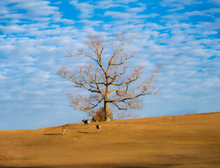 紅葉の奈良公園の鹿、太陽の光が美しい