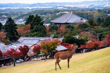 紅葉の奈良公園の鹿、町の景色、お寺と神社