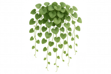 Green heart-shaped leaves forming a hanging plant, showing fresh foliage and growing vines on a transparent background