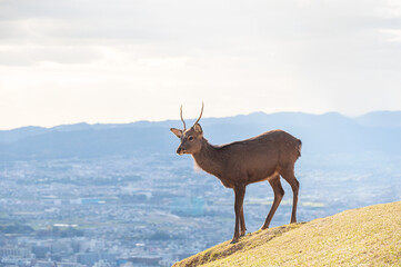 紅葉の奈良公園の鹿、若草山の山頂より見える奈良の景色