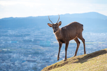 紅葉の奈良公園の鹿、若草山の山頂より見える奈良の景色