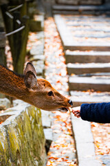 紅葉の奈良公園の鹿、餌を貰って食べる