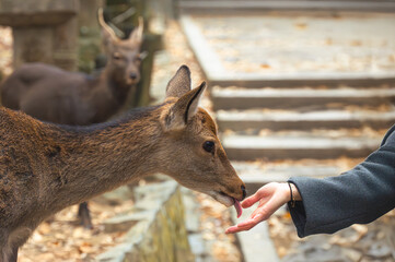 紅葉の奈良公園の鹿、餌を貰って食べる
