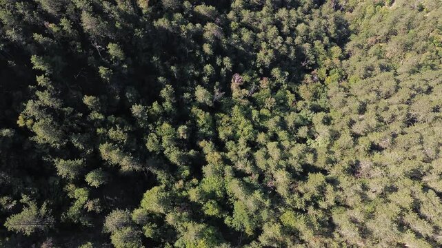 Aerial top view of dense pine forest in Divcibare, Serbia, with symmetrical tree patterns creating a natural texture. Horizontal 4k footage