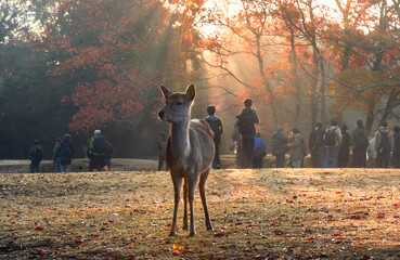 紅葉の奈良公園の鹿、我が道を行く、太陽の光が美しい