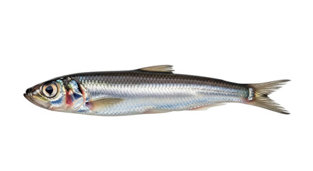 Fresh Silver Sardine Fish isolated PNG with Transparent Background