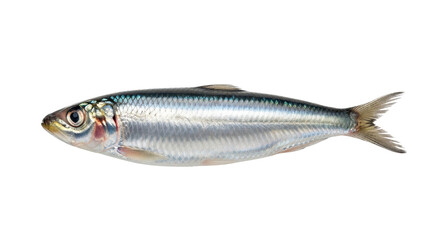 Single fresh sardine on display isolated PNG with Transparent Background