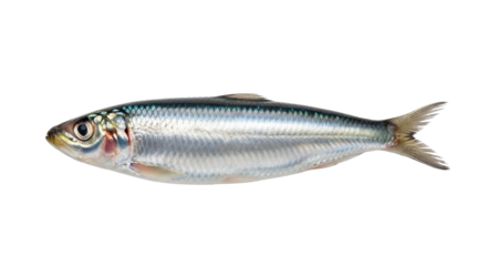 Single fresh sardine on display isolated PNG with Transparent Background